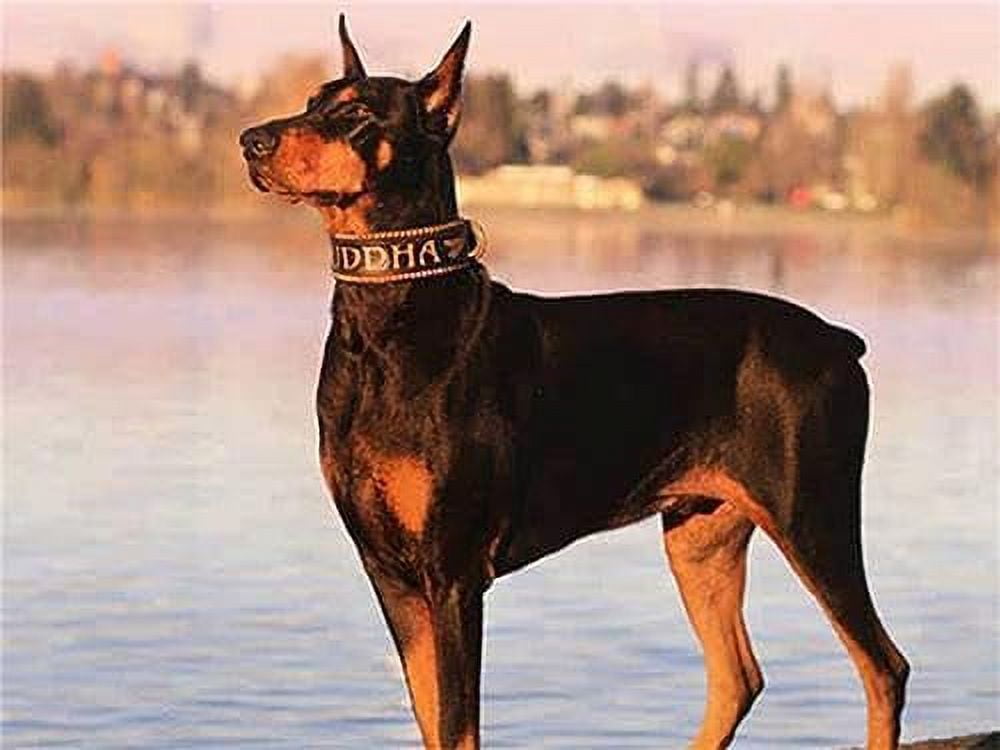 Doberman top diamond collar