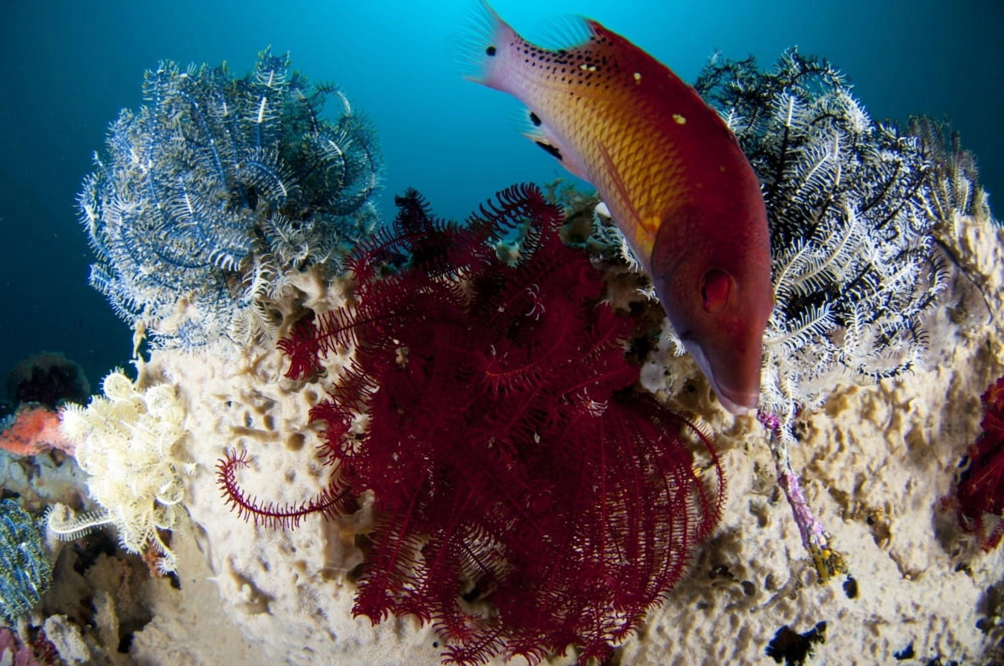 Dianas hogfish swimming between three crinoids Indonesia Canvas Art - Steve JonesStocktrek Images (18 x 12)