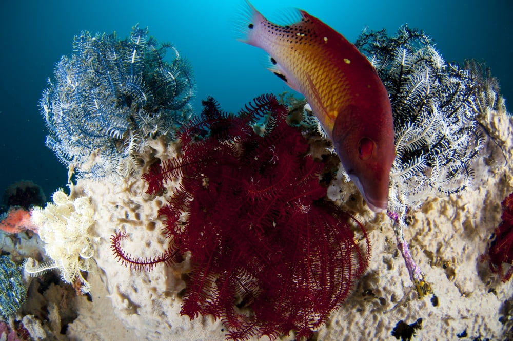 Dianas hogfish swimming between three crinoids Indonesia Canvas Art - Steve JonesStocktrek Images (35 x 23)