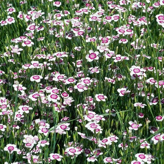 Dianthus Deltoides Arctic Fire Maiden Pink Garden Flower Seeds - 1000 Seeds