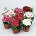 thumbnail image 1 of Dianthus Diana Series Flower Seeds - Mix - 100 Seeds - Annual Flower Garden Seeds - Dianthus chinensis, 1 of 2