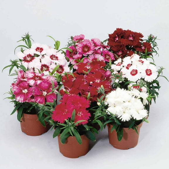 Dianthus Diana Series Flower Seeds - Mix - 100 Seeds - Annual Flower Garden Seeds - Dianthus chinensis