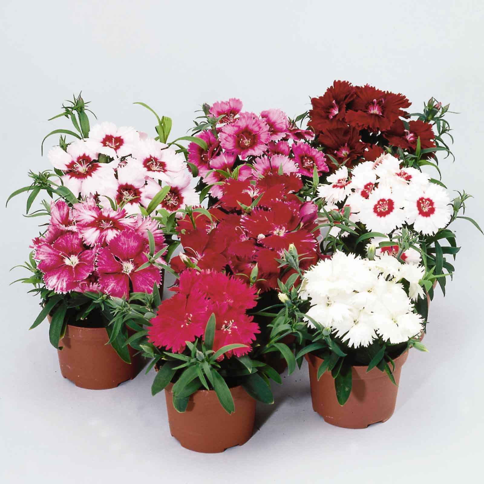 Dianthus Diana Series Flower Seeds - Mix - 500 Seeds - Annual Flower Garden Seeds - Dianthus chinensis
