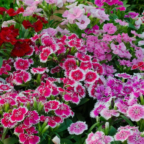 Mountain Valley Seed Company 100 Dianthus Flower Seeds, Annual High Germination Rate