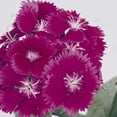 thumbnail image 1 of Dianthus Floral Lace Series Flower Seeds - Purple - 500 Seeds - Annual Flower Garden Seeds - Dianthus chinensis x barbatus, 1 of 2