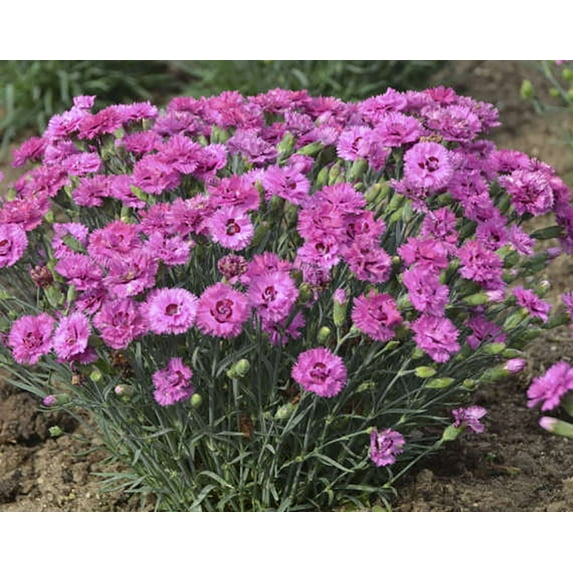 Dianthus Pretty Poppers™ Goody Gumdrop - Semi-Double Blooms - Quart Pot