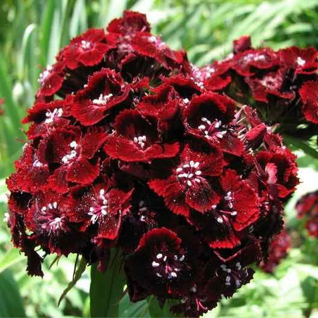 Outsidepride 10000 Sweet William Flower Seeds - Walmart.com