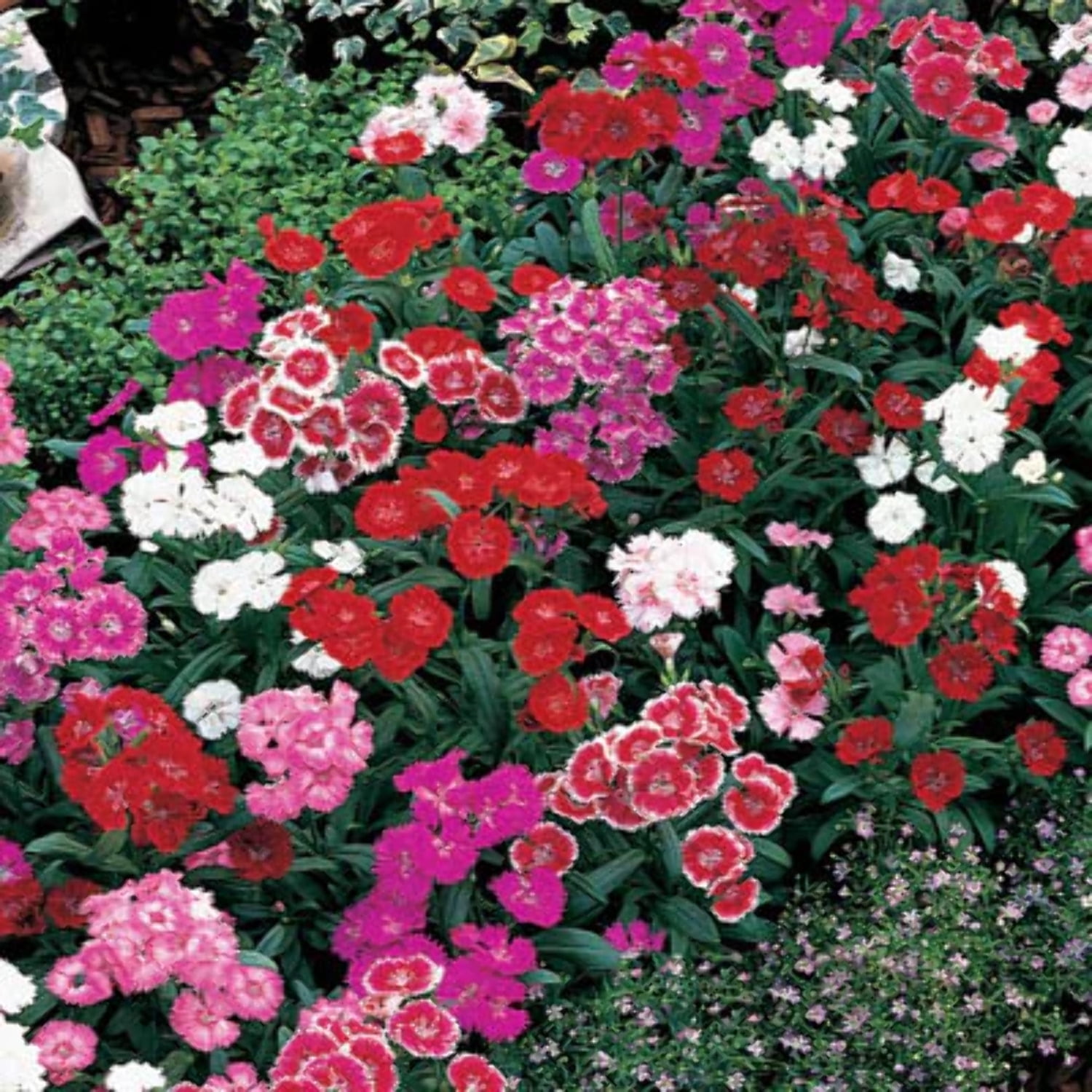 Harris Seeds, Dianthus Telstar Mix F1 Seeds, 250 Seeds, Annual, Blooms