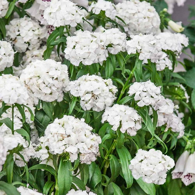 Dianthus Seeds Dianthus Barbatus Sweet William White Flower Seed