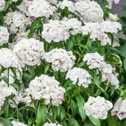 Outsidepride 10000 Dianthus Barbatus Sweet William Flower Seeds