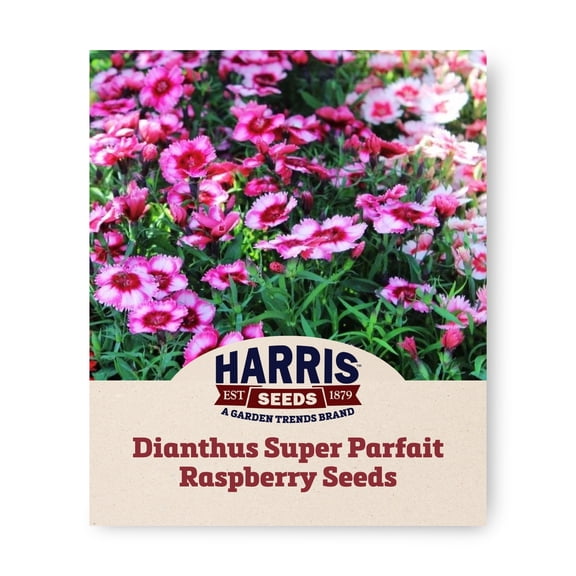 Harris Seeds Dianthus Super Parfait Raspberry F1, Crimson Carnation Flowers, 250 Count