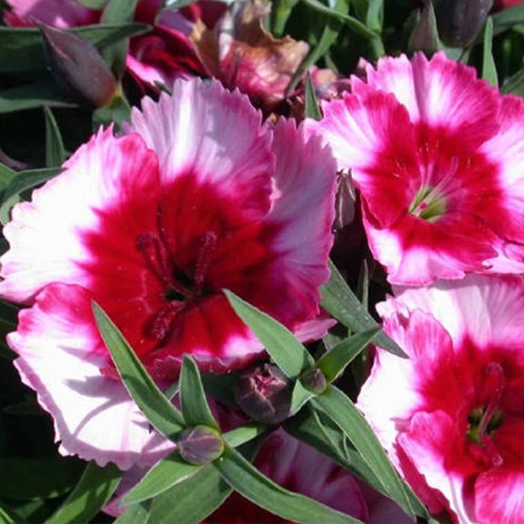 Dianthus Super Parfait Series Flower Seeds - Raspberry - 500 Seeds - Annual Flower Garden Seeds - Dianthus chinensis