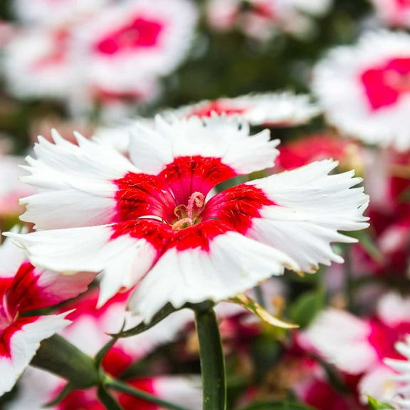 Dianthus Super Parfait Series Flower Seeds - Red Peppermint - 100 Seeds - Annual Flower Garden Seeds - Dianthus chinensis
