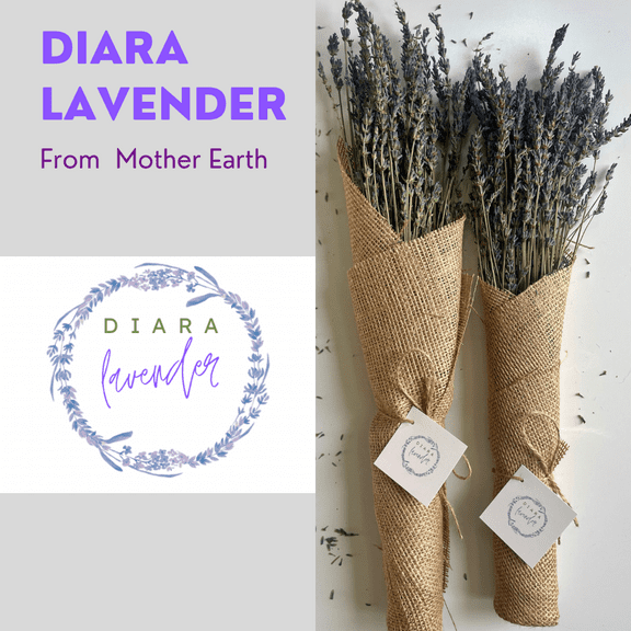 Diara Dried Lavender Flower Bundles - 2 Pack, Long Stems for Home Decor, DIY (California Lavender)