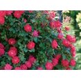 thumbnail image 1 of Dibbs Farms 3-4' Double Red Rose Live Plants in 1 Gallon Pots, 1 of 1