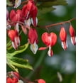 thumbnail image 1 of Dicentra Spectabilis - Valentine - 3 root divisions, 1 of 2