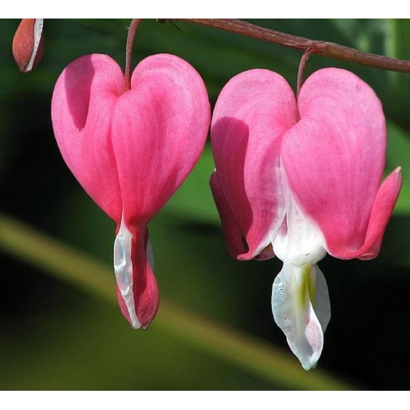 Dicentra spectabilis - Old Fashioned Bleeding Hearts - Gallon Pot