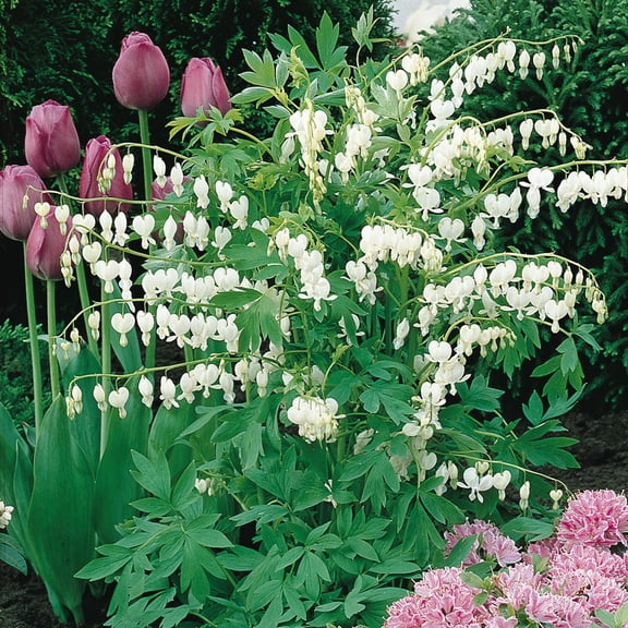 Dicentra spectabilisAlbaElegant white flowers  2 Gallon