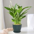 thumbnail image 1 of Diceymbol 3.5 Inch Plant Pots with Saucers, Drainage Holes Flower Containers, 4-Pack, 1 of 7