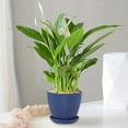 thumbnail image 1 of Diceymbol 3.5 Inch Plant Pots with Saucers, Drainage Holes Flower Containers, 4-Pack, 1 of 7