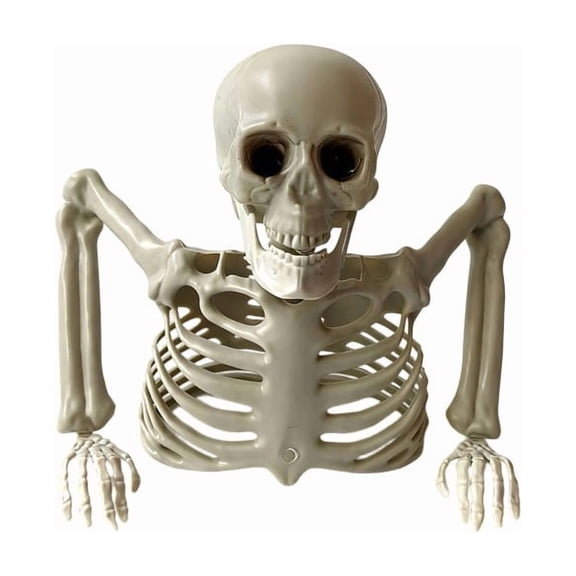 Diceymbol Halloween Half Skeleton Bust 9 Inch Realistic White Plastic Skull with Arms for Table Mantel Party Decor