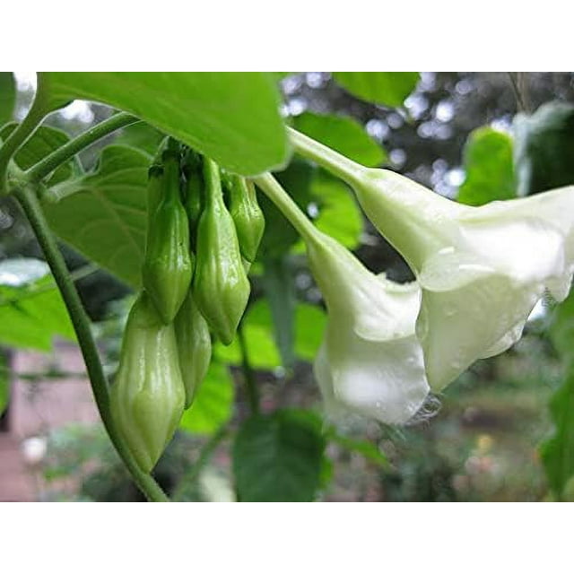 Dichondra 8pcs loroco Plant Seeds