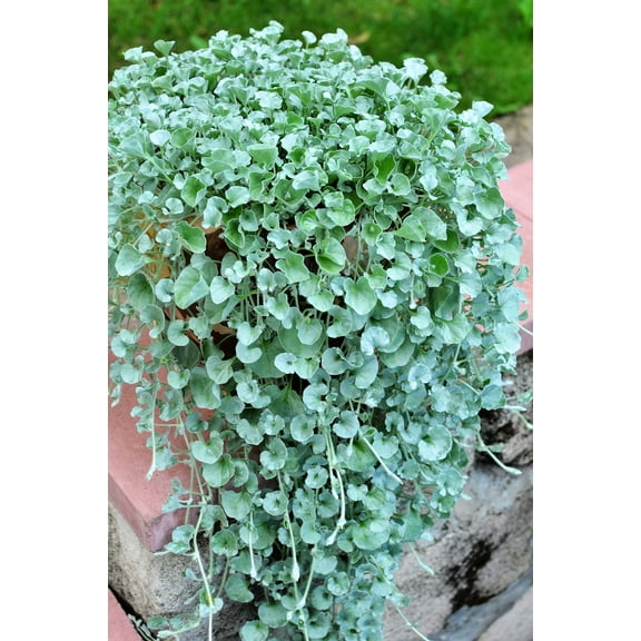 Dichondra Repens Grass Seeds to Grow -Carpet Vine Seeds - Ground Cover Plant (2 Ounces)