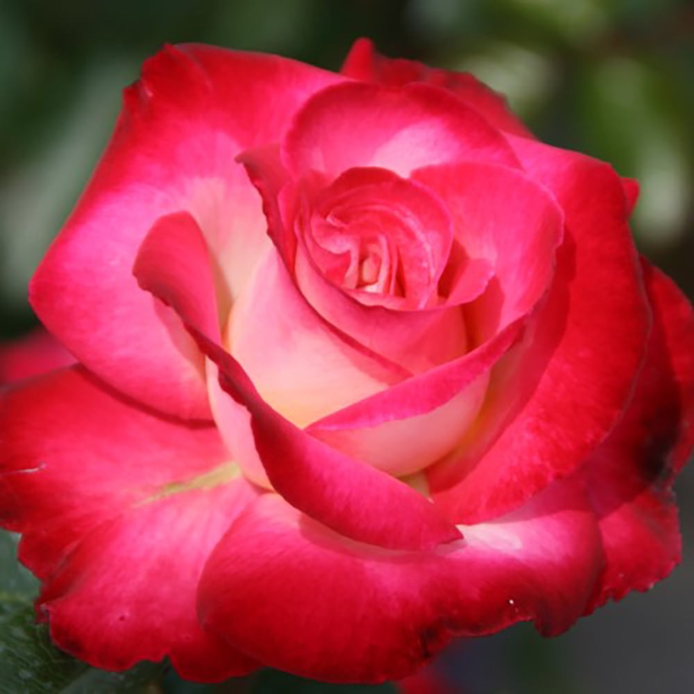 Dick Clark Grandiflora Rose Bush - Cherry Red - Bareroot - Walmart.com