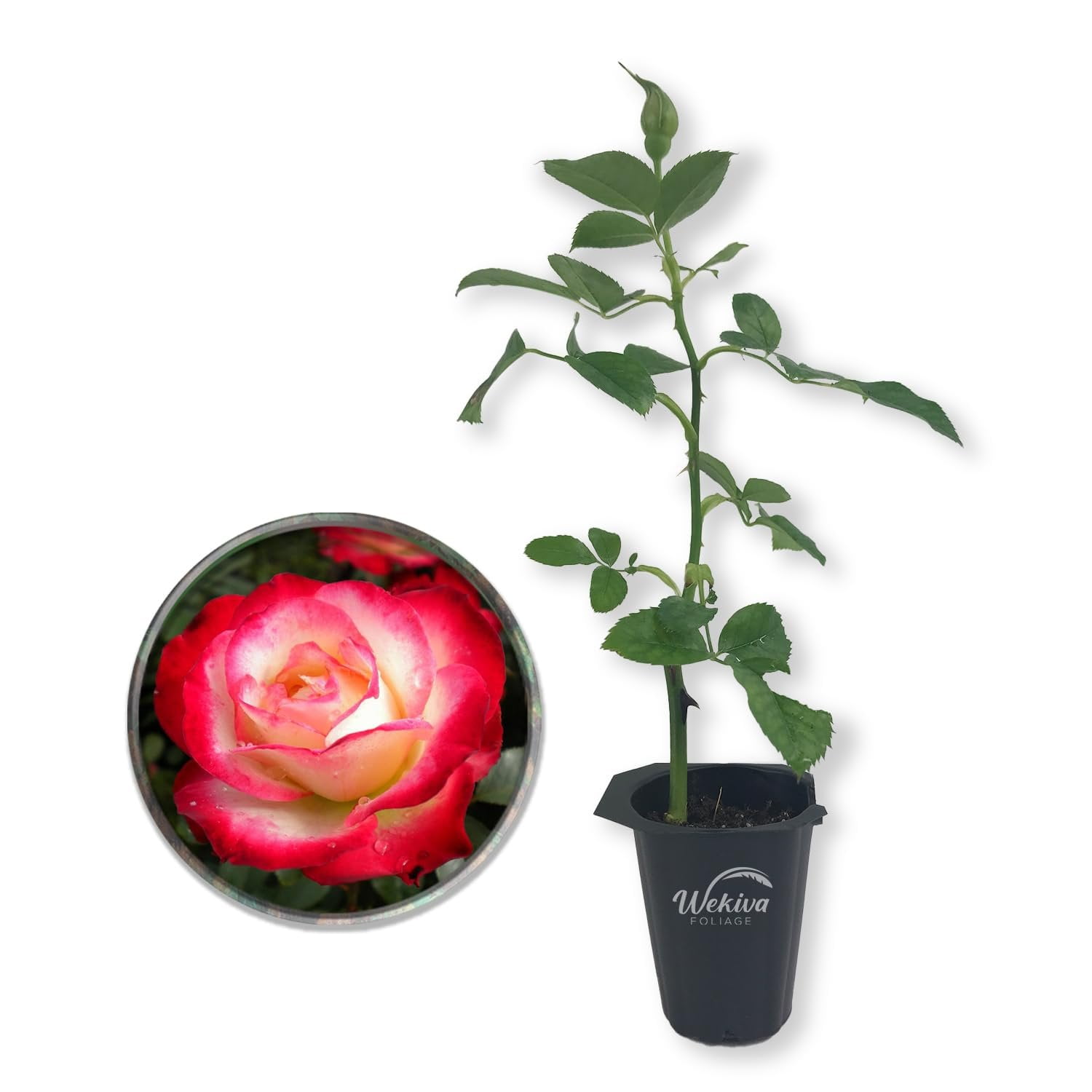 rose♤rose True Bloom 'True Bliss' PP28929 Pink & White Rose Bush, 8Qt
