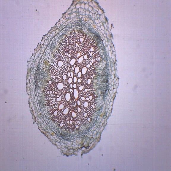 Dicot Root, Cross Section - Prepared Microscope Slide - 75 x 25mm - Biology & Microscopy - Eisco Labs