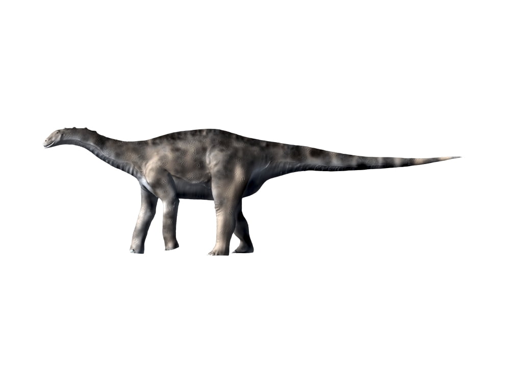 Dicraeosaurus dinosaur Canvas Art - Nobumichi TamuraStocktrek Images (17 x 13)