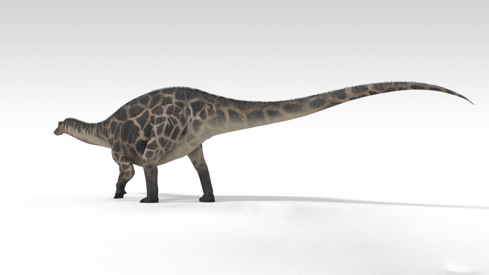 Dicraeosaurus dinosaur white background Canvas Art - Kostyantyn IvanyshenStocktrek Images (38 x 22)