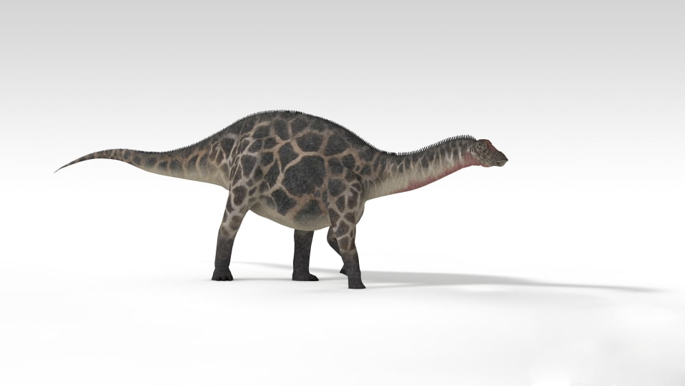 Dicraeosaurus dinosaur white background Canvas Art - Kostyantyn IvanyshenStocktrek Images (38 x 22)