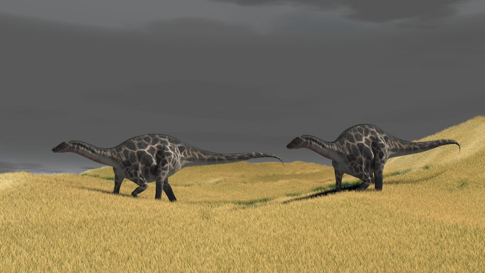Dicraeosaurus walking across prehistoric grasslands Canvas Art - Kostyantyn IvanyshenStocktrek Images (19 x 11)