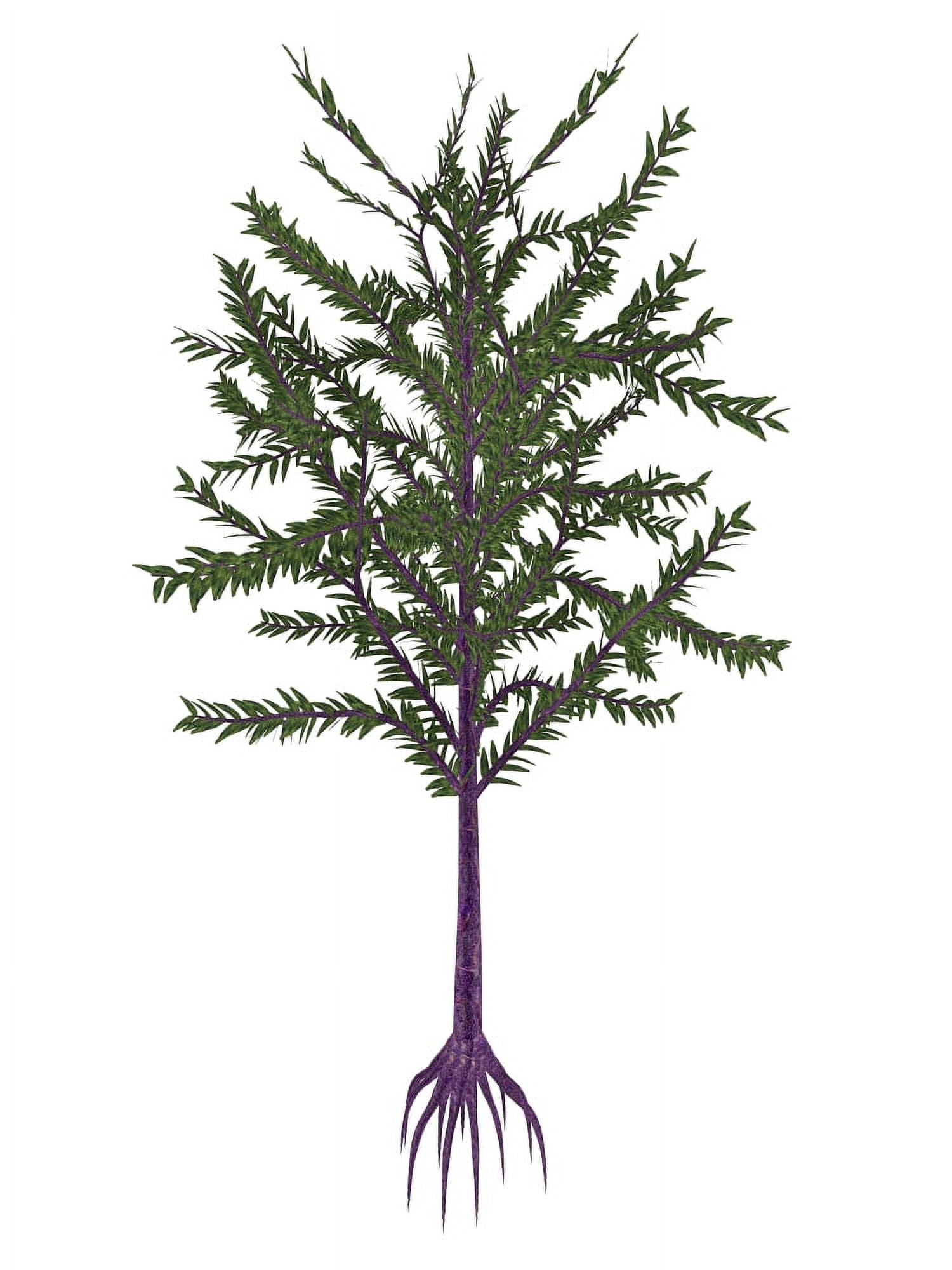 Dicroidium prehistoric seed plant from the Triassic period Canvas Art - Elena DuvernayStocktrek Images (13 x 17)