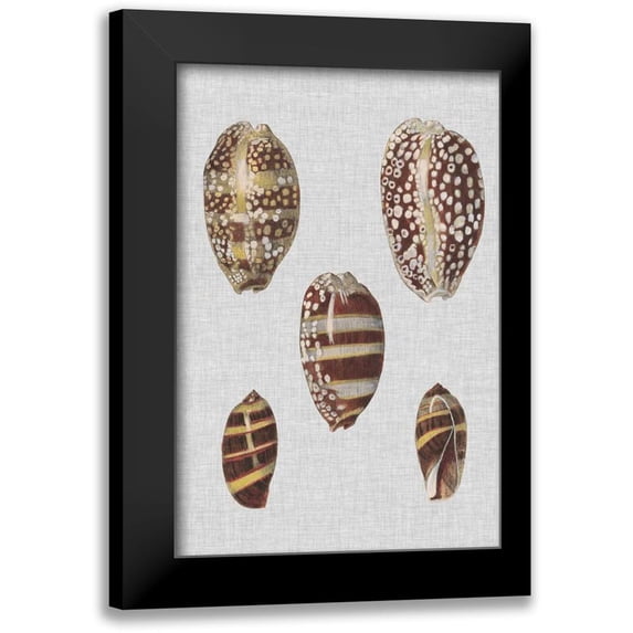 Diderot, Denis 11x14 Black Modern Framed Museum Art Print Titled - Shell Display II