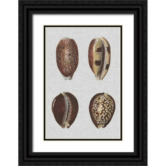 Diderot, Denis 11x14 Black Ornate Wood Framed with Double Matting Museum Art Print Titled - Shell Display III
