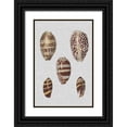 thumbnail image 1 of Diderot, Denis 11x14 Black Ornate Wood Framed with Double Matting Museum Art Print Titled - Shell Display II, 1 of 4