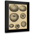 thumbnail image 1 of Diderot, Denis 12x14 Black Modern Framed Museum Art Print Titled - Shells on Khaki I, 1 of 5