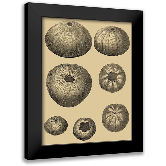 Diderot, Denis 12x14 Black Modern Framed Museum Art Print Titled - Shells on Khaki I