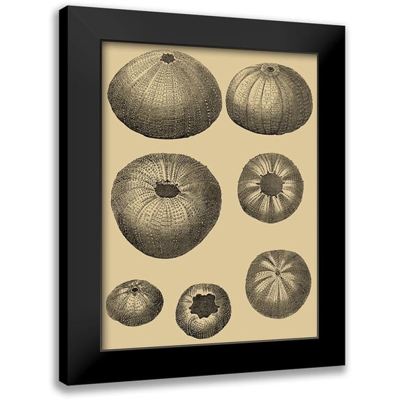 Diderot, Denis 12x14 Black Modern Framed Museum Art Print Titled - Shells on Khaki I