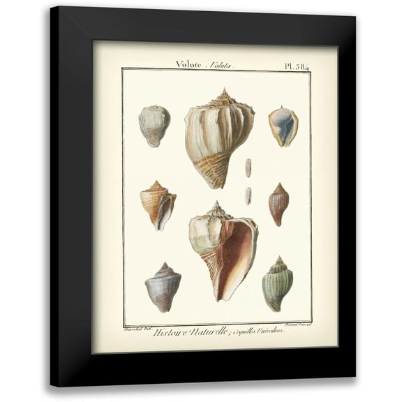 Diderot, Denis 12x14 Black Modern Framed Museum Art Print Titled - Volute Shells, Pl.384