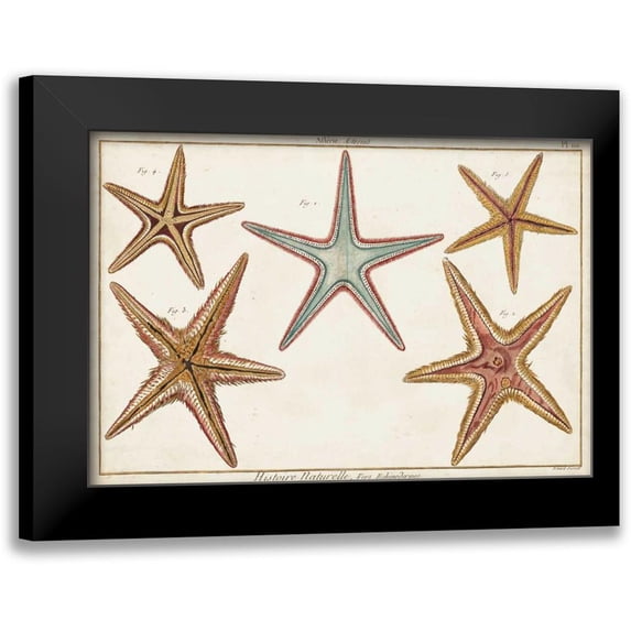 Diderot, Denis 14x11 Black Modern Framed Museum Art Print Titled - Starfish Naturelle I