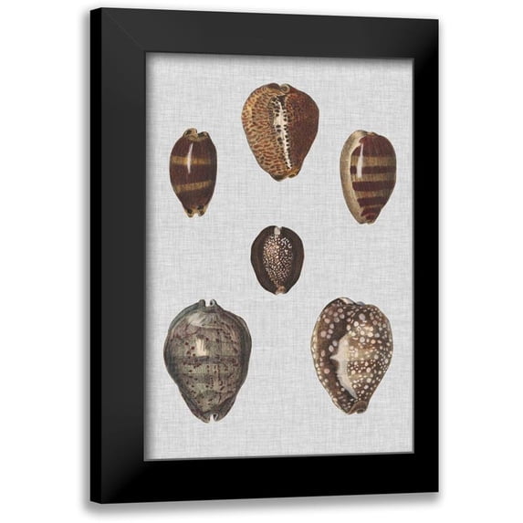 Diderot, Denis 17x24 Black Modern Framed Museum Art Print Titled - Shell Display IV