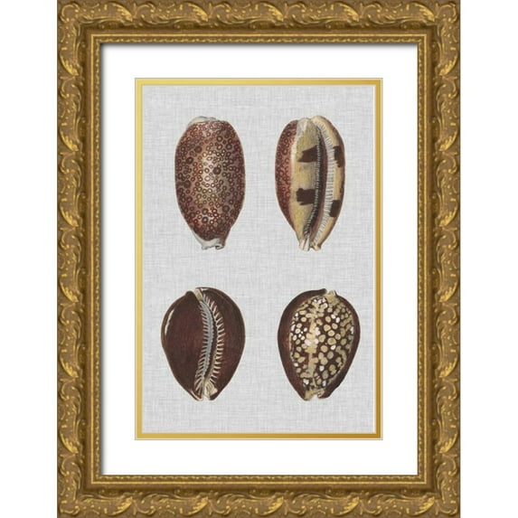 Diderot, Denis 17x24 Gold Ornate Wood Framed with Double Matting Museum Art Print Titled - Shell Display III