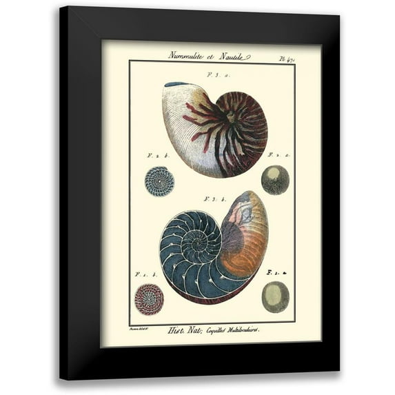 Diderot, Denis 19x24 Black Modern Framed Museum Art Print Titled - Sea Shells VI