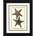 thumbnail image 1 of Diderot, Denis 19x24 Black Ornate Wood Framed with Double Matting Museum Art Print Titled - Sea Shells XII, 1 of 4