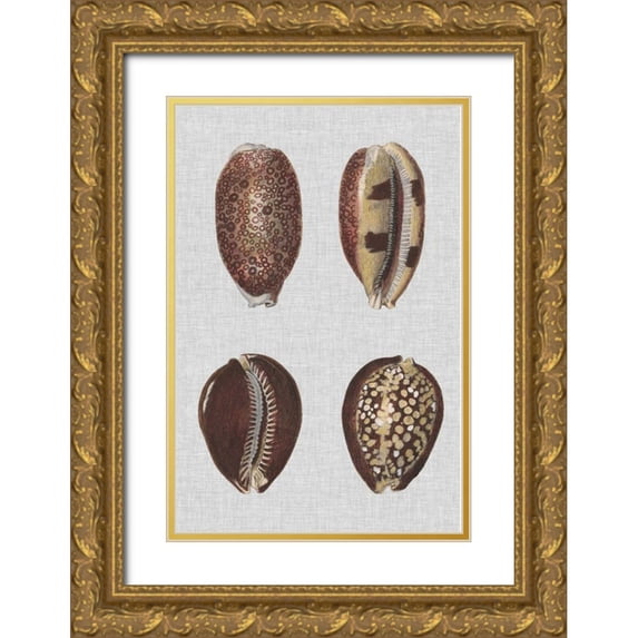 Diderot, Denis 23x32 Gold Ornate Wood Framed with Double Matting Museum Art Print Titled - Shell Display III