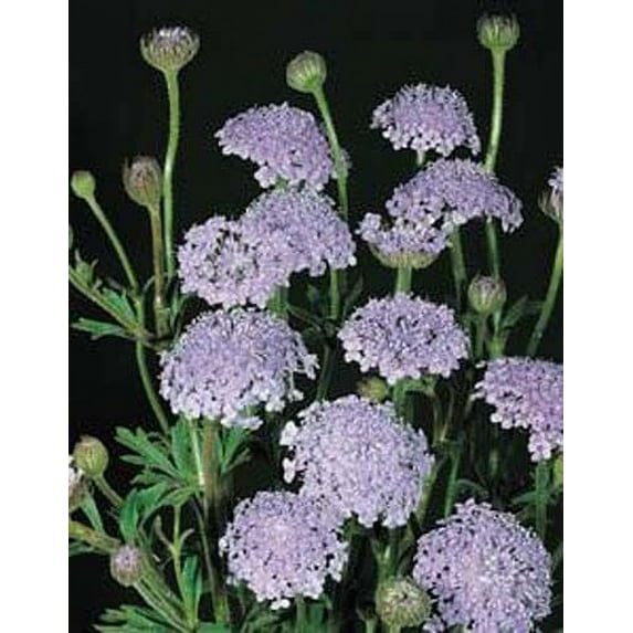 Didiscus Caeruleus Lacy - Blue Nice Garden Flower 50 Seeds
