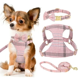 Pull chihuahua xxs new arrivals